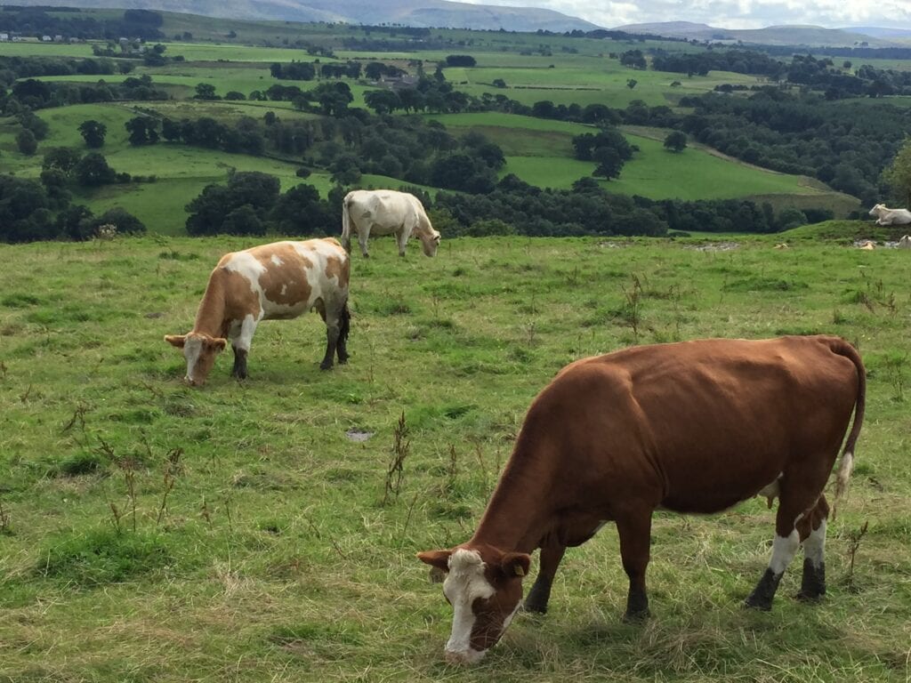 cow in paddock